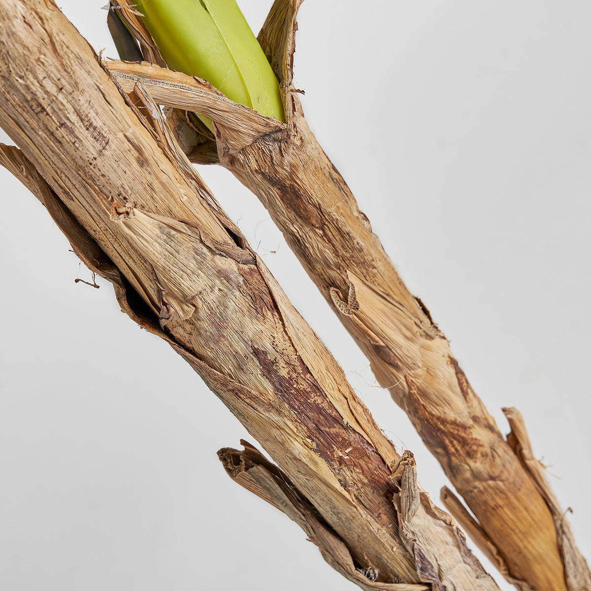 BANANERO PLANT