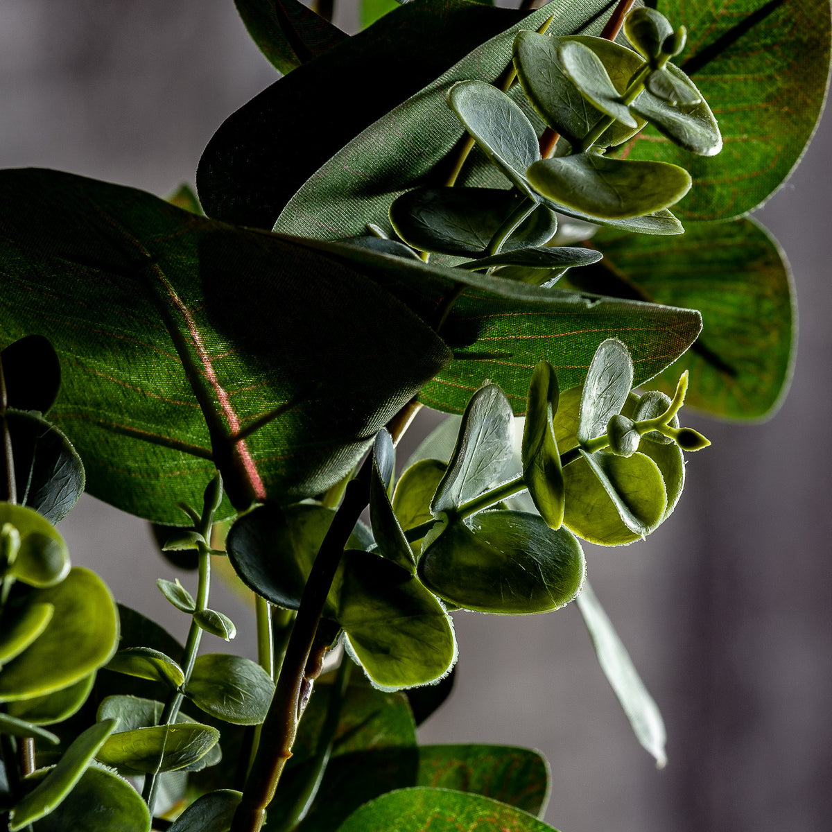 EUCALIPTO PLANT