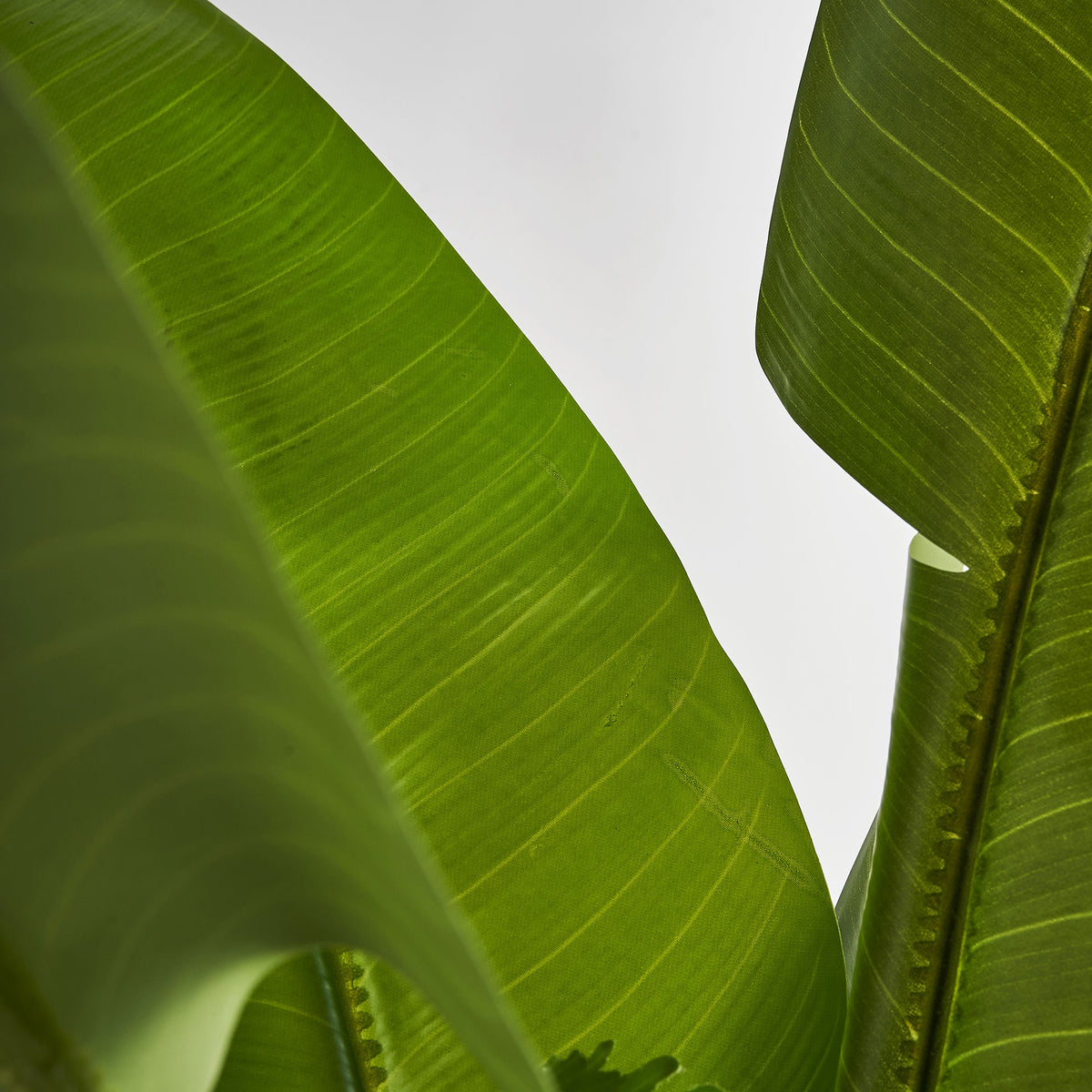 BANANERA PLANT