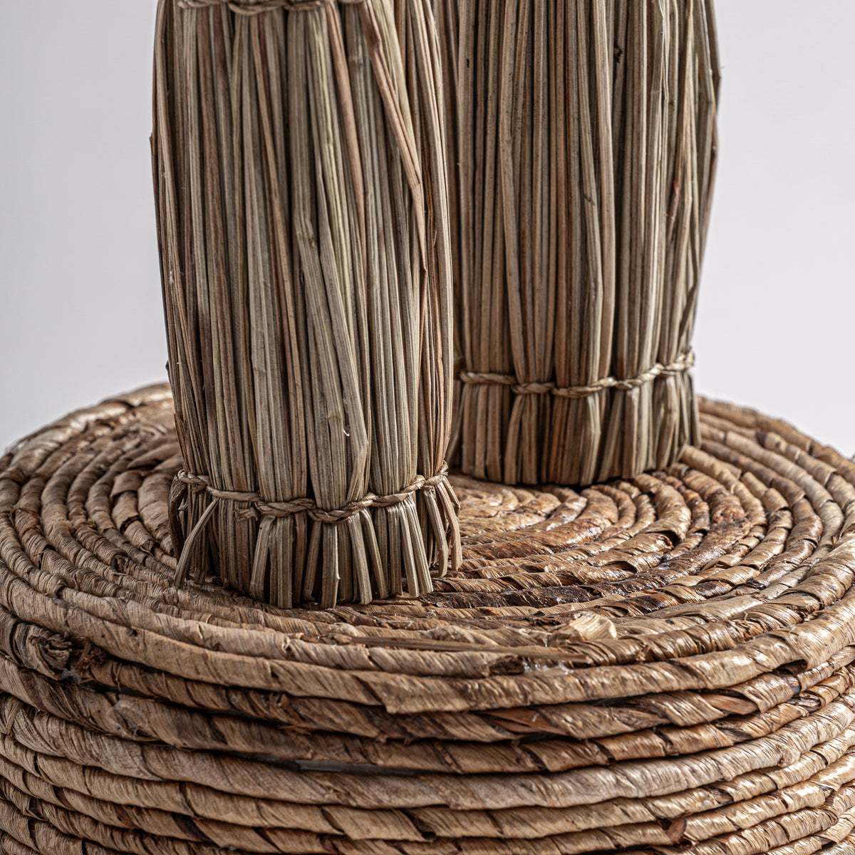 ARECA-PALME