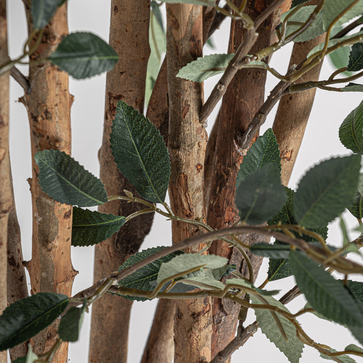 FICUS PLANT