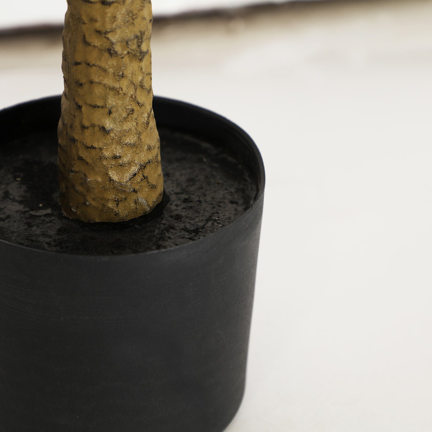 OLIVO PLANT