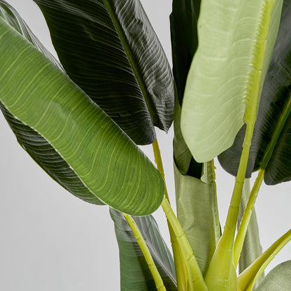 BANANERO PLANT
