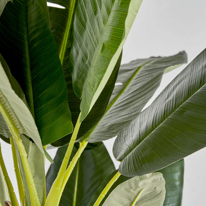 BANANERO PLANT