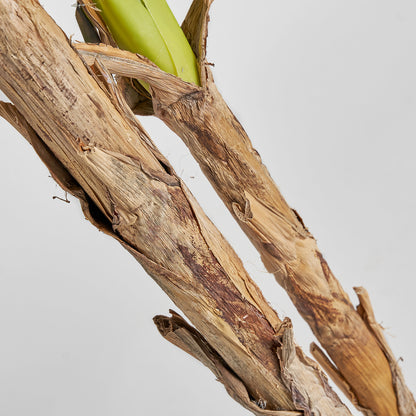 BANANERO PLANT