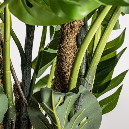 SPLIT PHILO PLANT