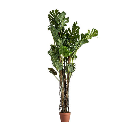 PHILODENDRON SPLIT LEAF