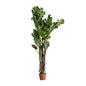 SPLIT PHILO PLANT