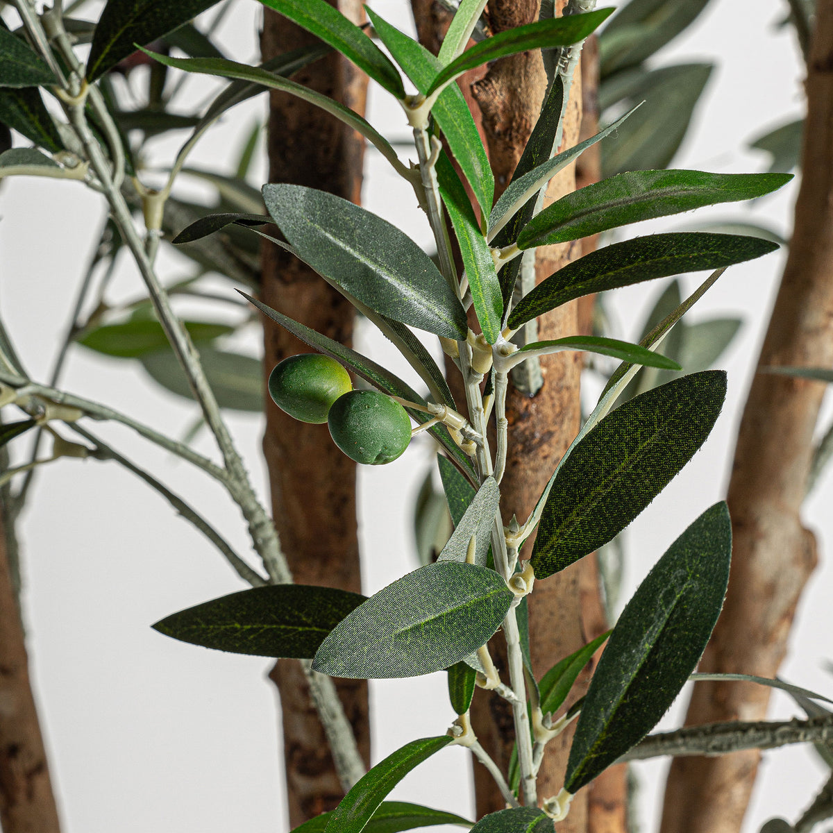 OLIVO PLANT