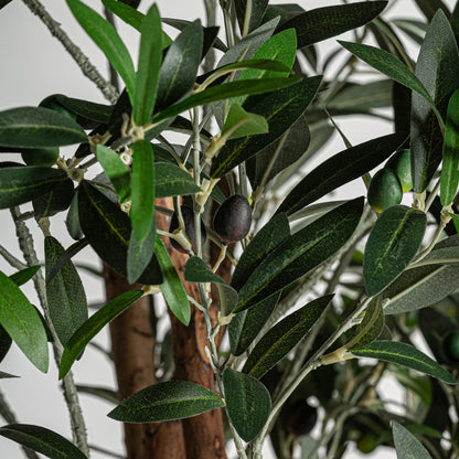 OLIVO PLANT