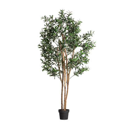 OLIVO PLANT