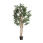OLIVO PLANT