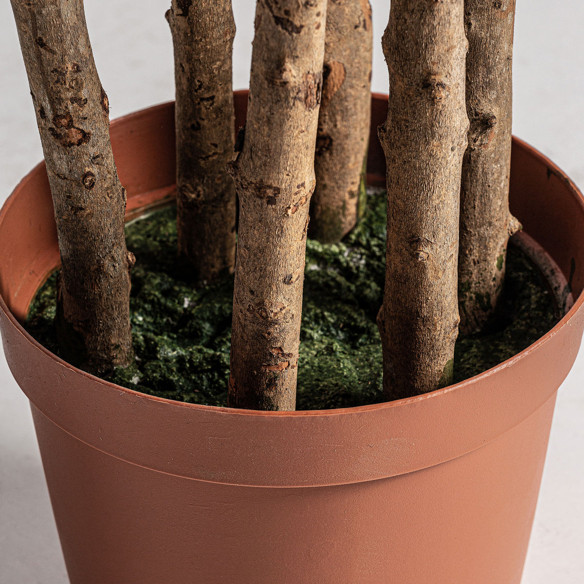 OLIVO PLANT