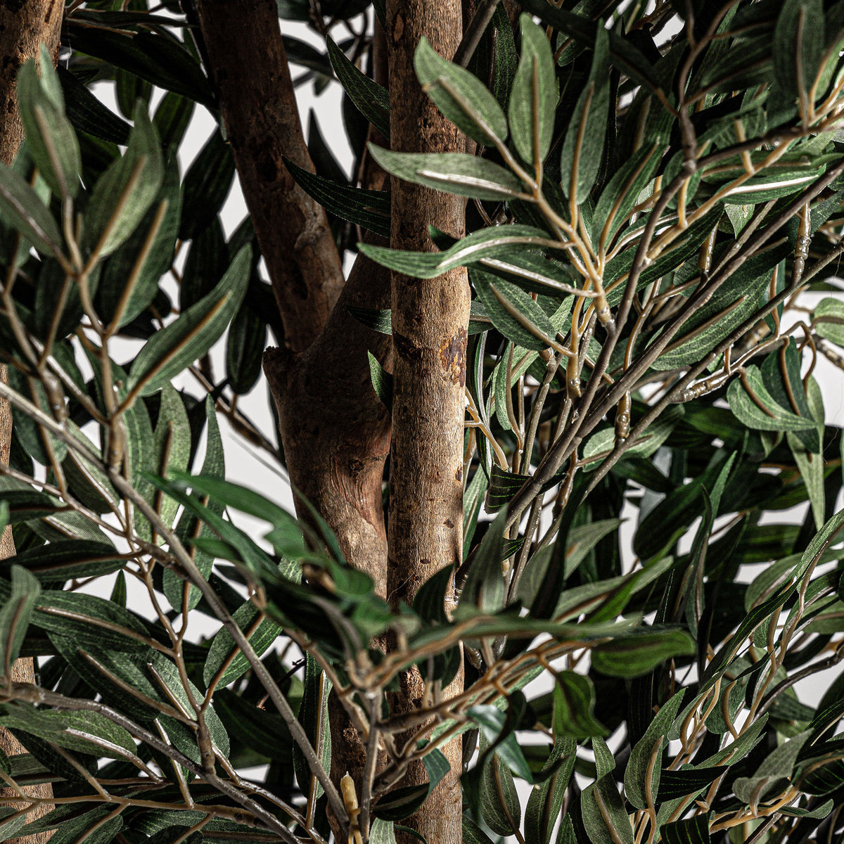 OLIVO PLANT