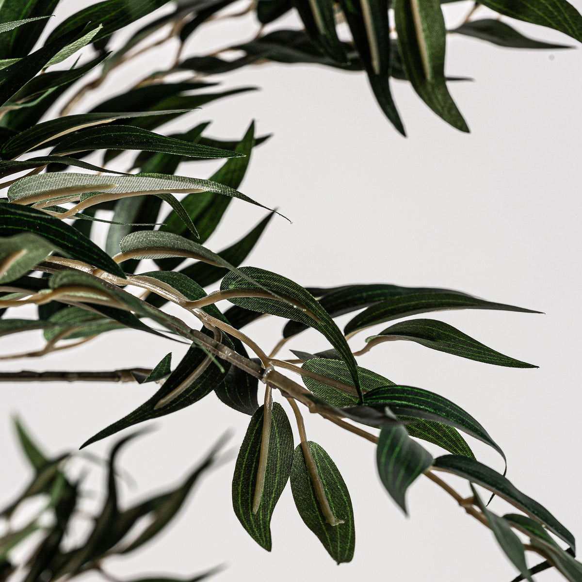 OLIVO PLANT