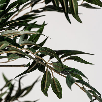 OLIVO PLANT