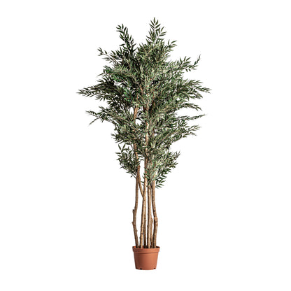 OLIVO PLANT