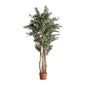 OLIVO PLANT