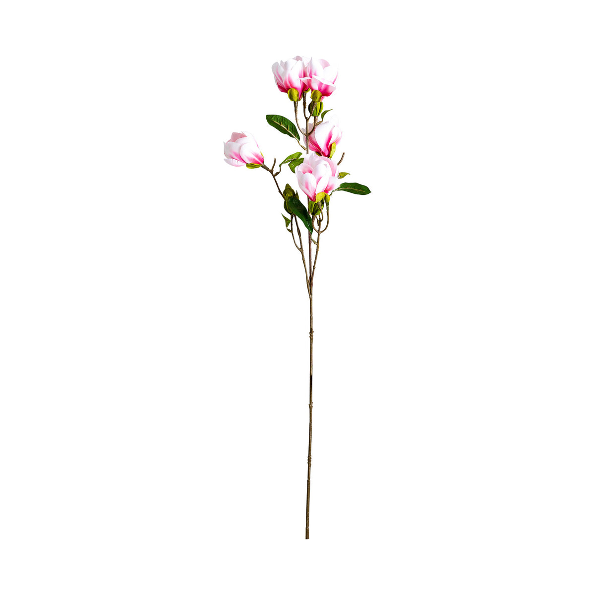 MAGNOLIA FLOWER