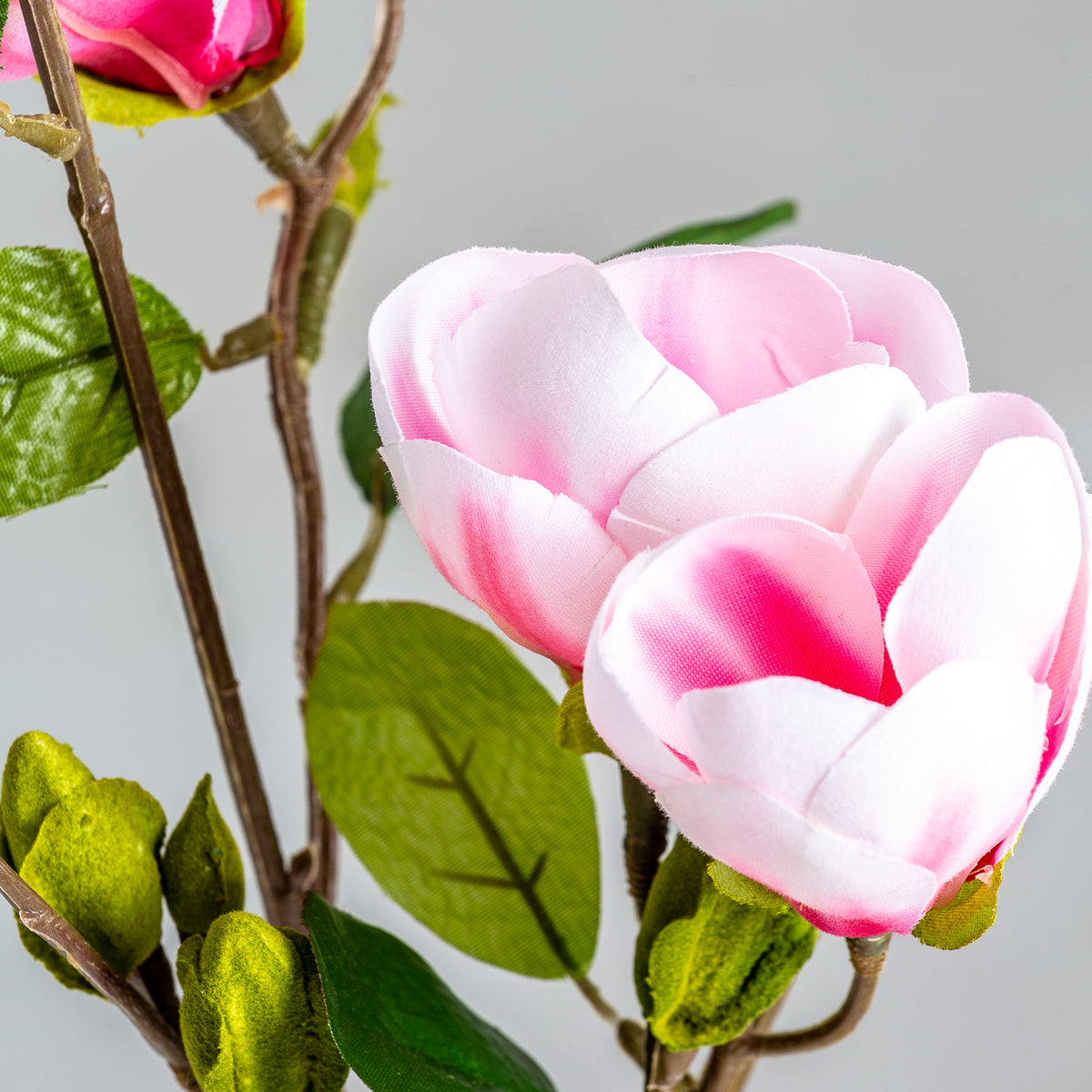 MAGNOLIA FLOWER