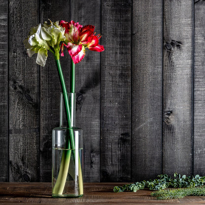 AMARYLLIS FLOWER