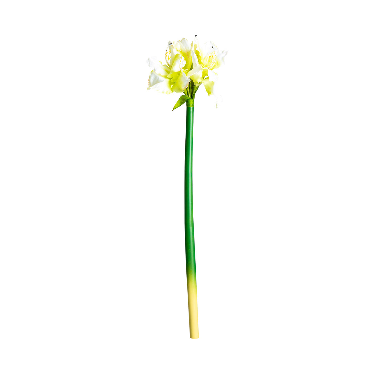 AMARYLLIS FLOWER