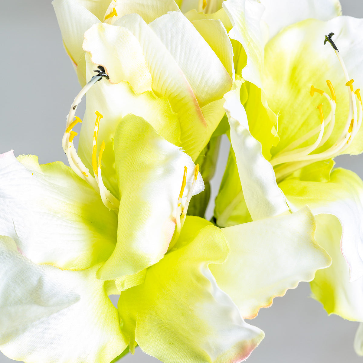 AMARYLLIS FLOWER