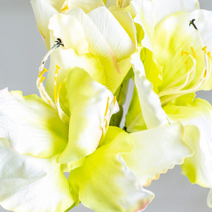 AMARYLLIS FLOWER