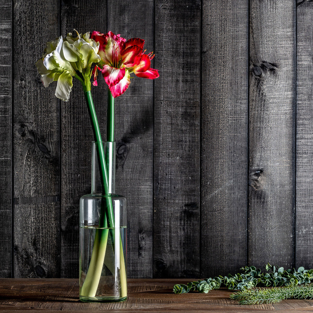 AMARYLLIS FLOWER