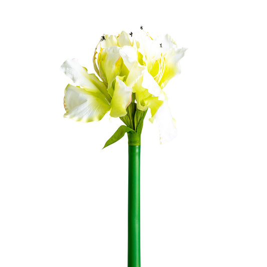 AMARYLLIS FLOWER