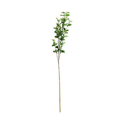 FICUS PFLANZE