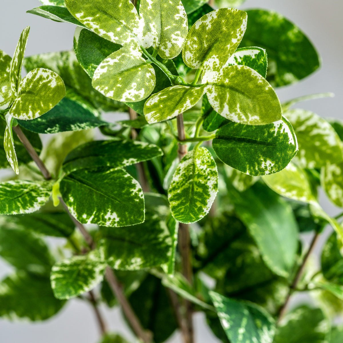 FICUS PFLANZE