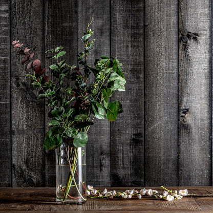 FICUS PFLANZE