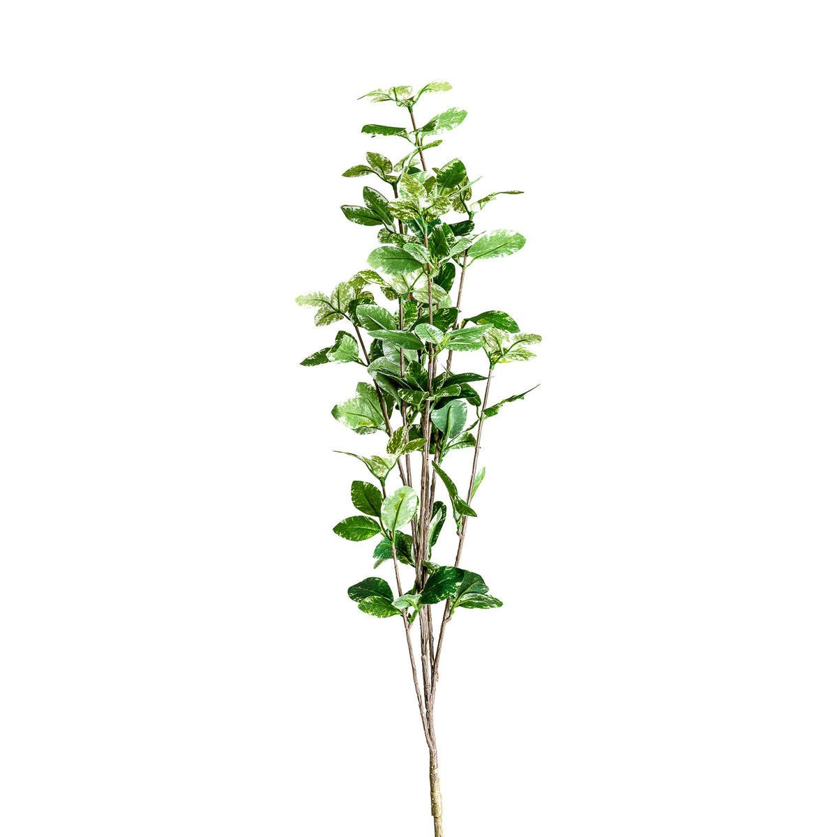 FICUS PFLANZE