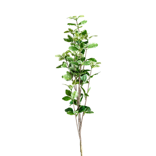 FICUS PLANT