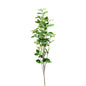 FICUS PFLANZE