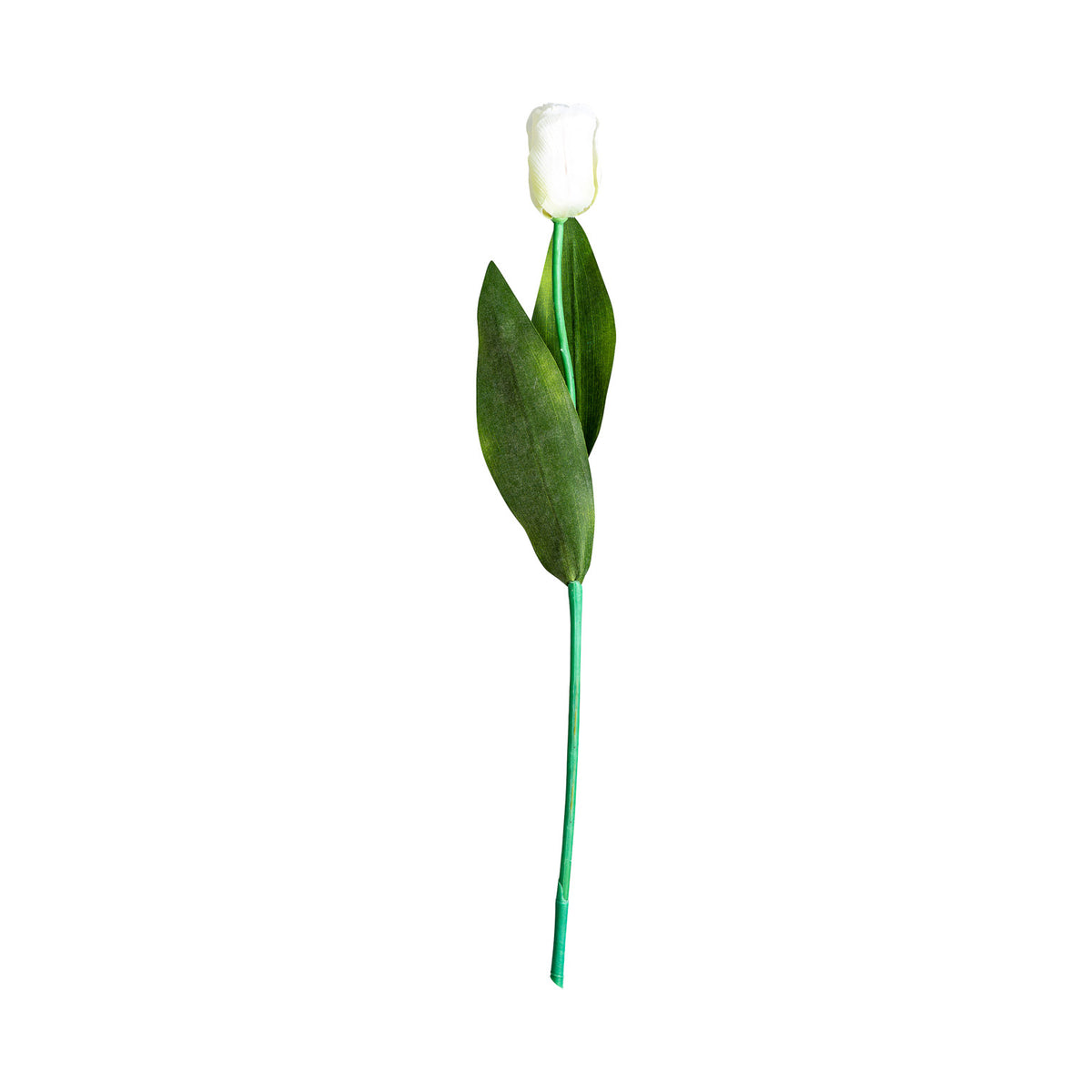 TULIPAN FLOWER