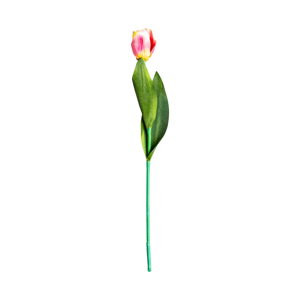 TULIPAN FLOWER
