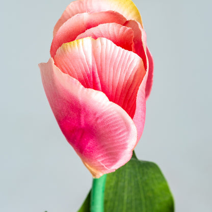 TULIPAN FLOWER