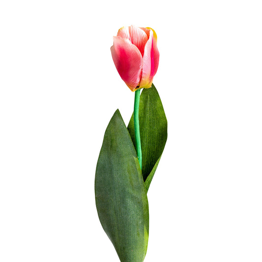 TULIPAN FLOWER