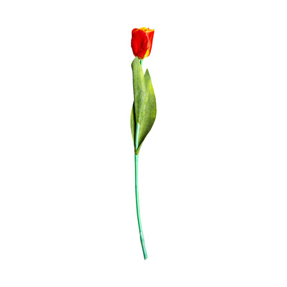TULPENBLUME