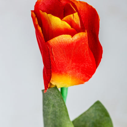 TULPENBLUME