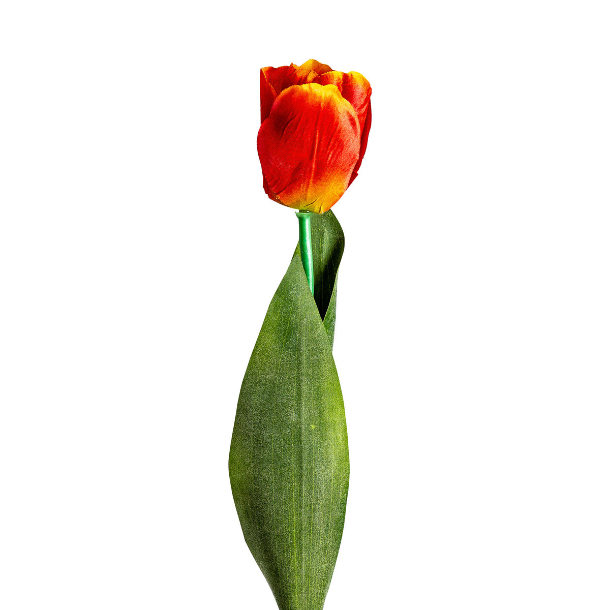 TULPENBLUME