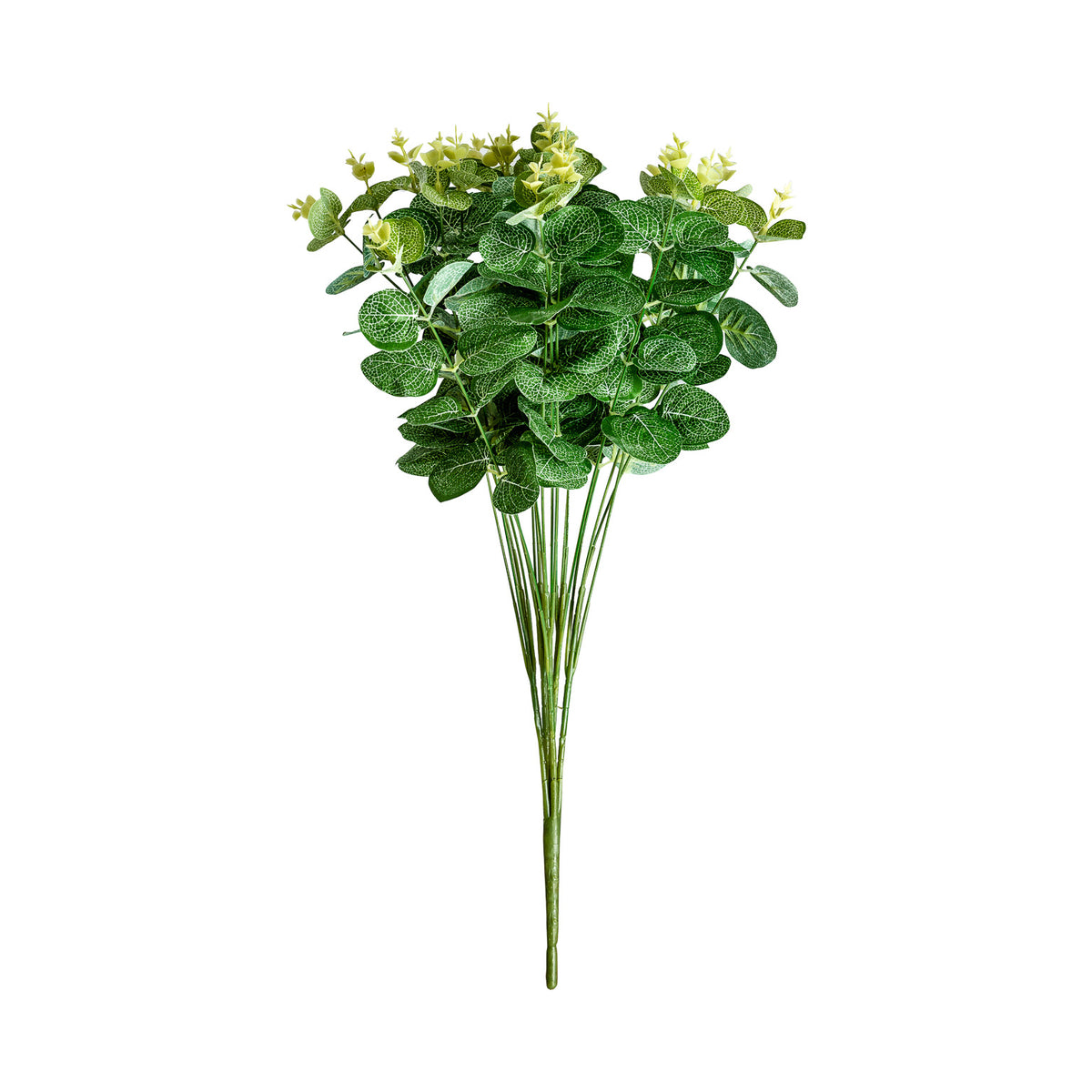 EUCALIPTO PLANT