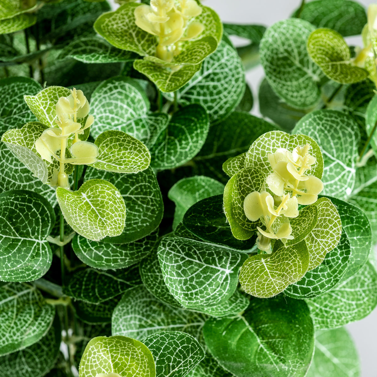 EUCALIPTO PLANT