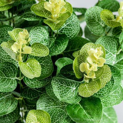EUCALIPTO PLANT