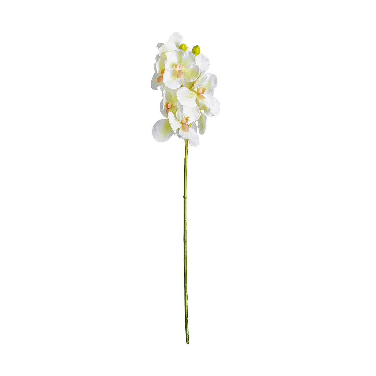 AZAHAR FLOWER