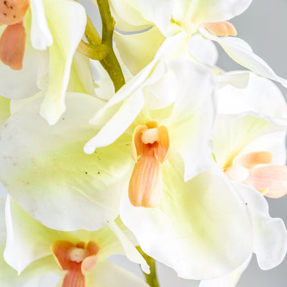 AZAHAR FLOWER