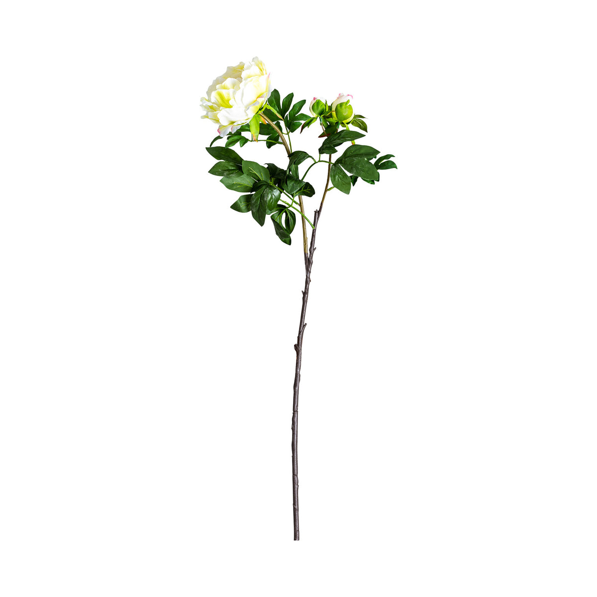 ROSA FLOWER