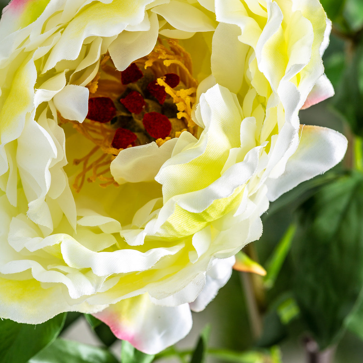 ROSA FLOWER